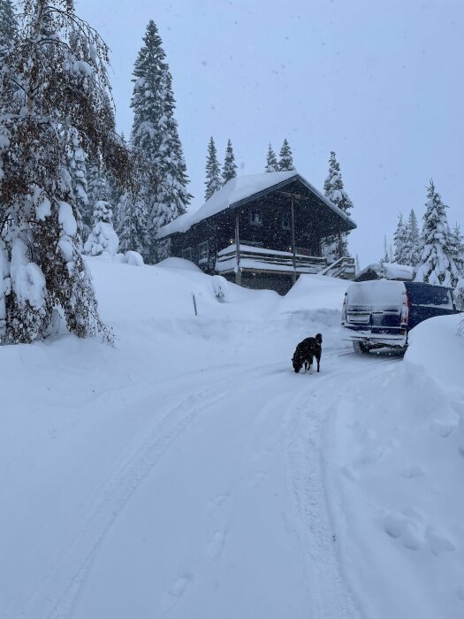 Snötäckt väg, hund, trähus, vinterlandskap, täta snöfall, träd, kyla, stillhet, parkerad fordon.