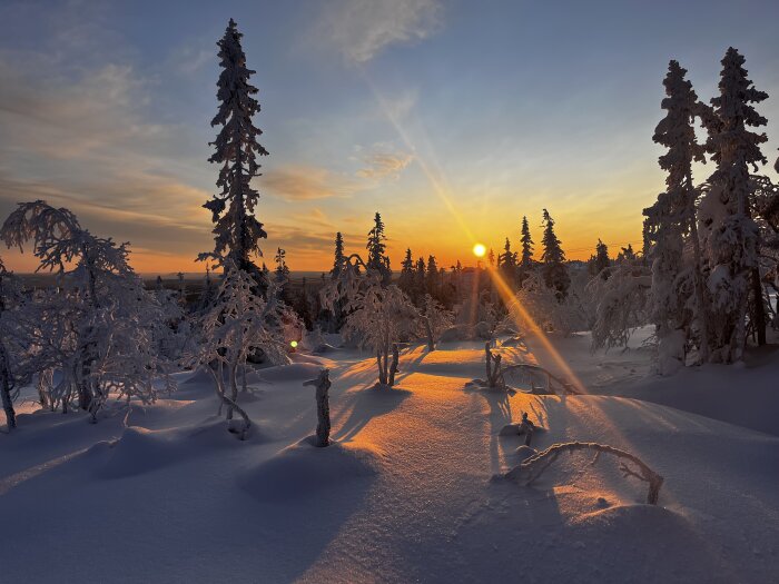 Vinterskog vid solnedgång, snötäckta träd, långa skuggor, varma färger, klar himmel, lugn stämning.
