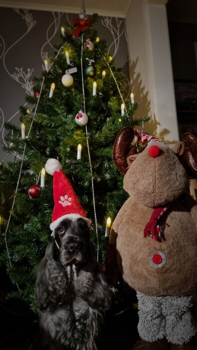 Hund med tomteluva, mjukdjursren, julgran med dekorationer och ljus, inomhus, festlig julstämning.