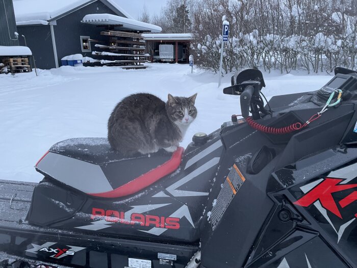 Katt på en snöskoter, snöigt landskap, träd och byggnader i bakgrunden.