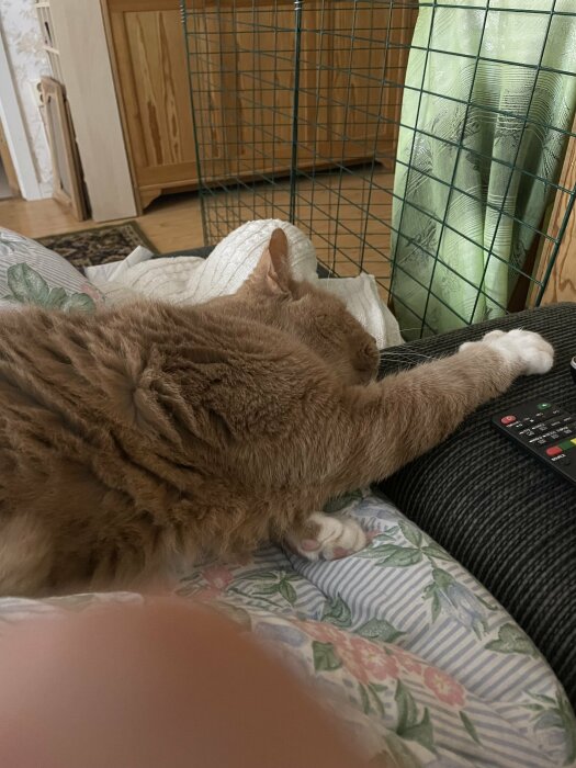 En orange katt sover på en soffa bredvid en fjärrkontroll. Inomhus, hemmiljö, känsla av lugn.