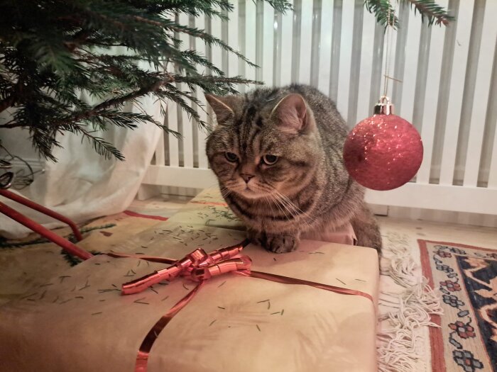 En brungrå katt sitter bredvid julklappar under ett julgran med en röd julgranskula som hänger nära.