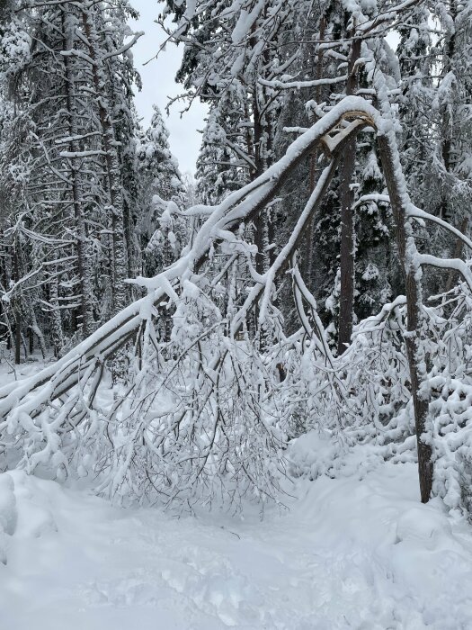 Tät skog, snötyngda träd och grenar, vinterlandskap, grå himmel, orört snötäcke.