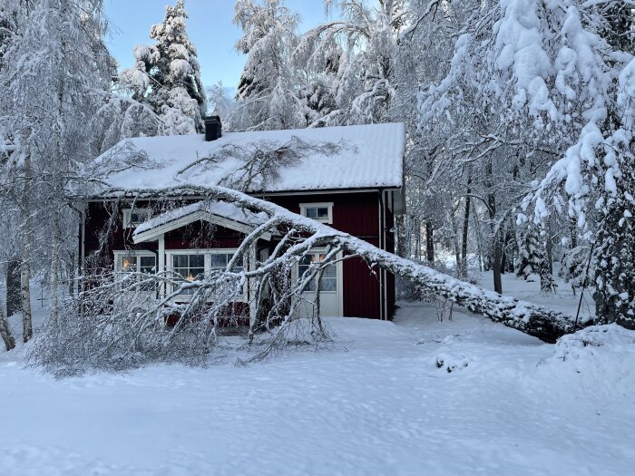 Ett rött hus i snöigt landskap med snötyngda träd och en fallande gren.