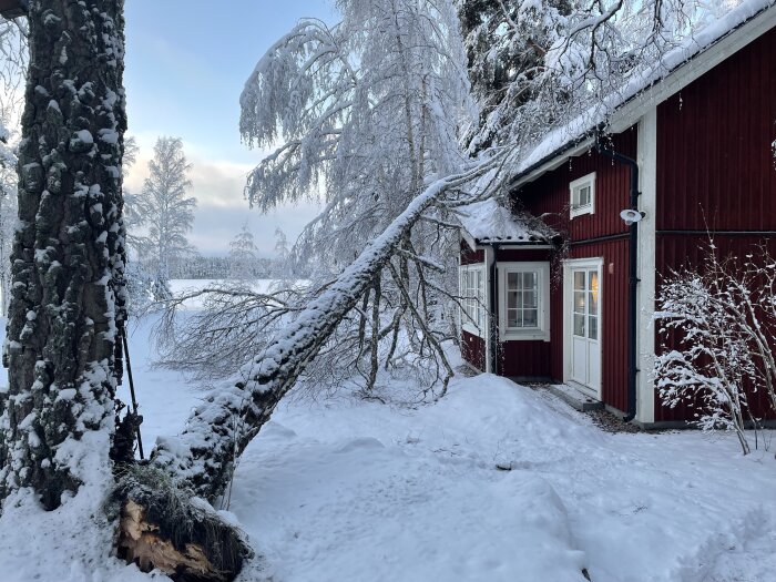 Röd stuga, nedfallna träd, snötäckt landskap, vinterdag, klar himmel, kallt, dagtid, lugnt, avlägsen plats.