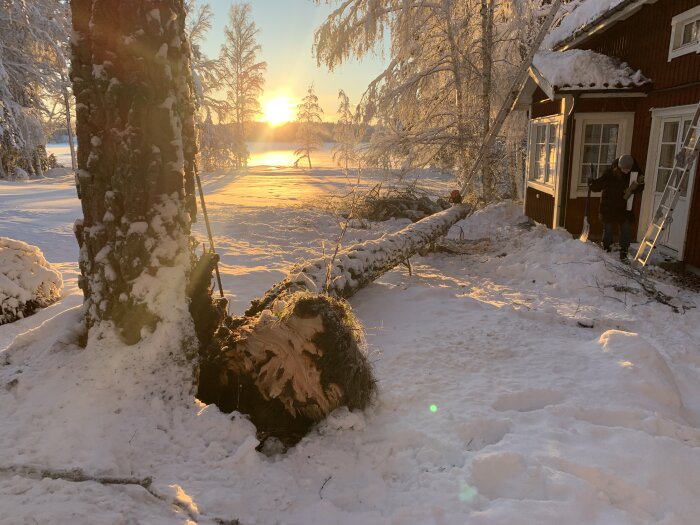 Vintersoluppgång, snö, röd stuga, person, omkullfälld gran, skönhet och stillhet i naturen.