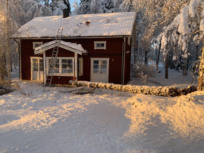 Rött trähus med snötäckt tak, stege lutad mot huset, vintersol, snöklädda träd och mark.