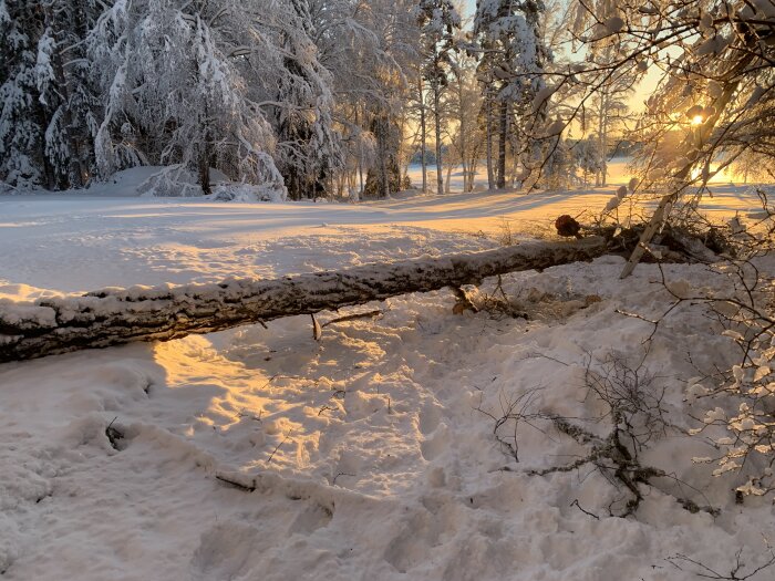 Vinternatur, nedfallen trädgren i snö, gyllene solnedgång, fridfullt, snötäckta träd, frostigt landskap.