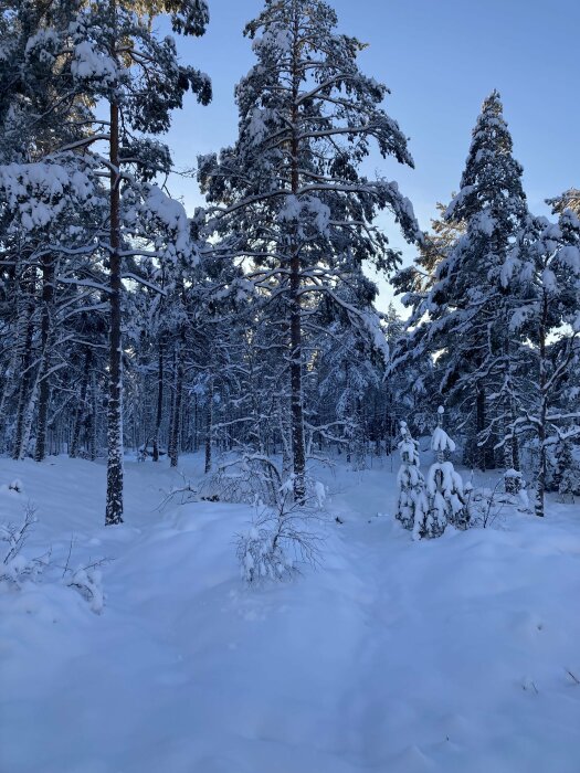 Vintrigt snötäckt skogslandskap med tallar och granar mot en blå himmel.