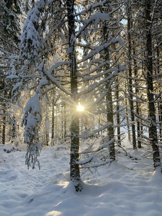 Vinterlandskap, snötäckta träd, solgenomträngning, fridfull skog, glittrande snö, natur, dagtid, orört landskap.