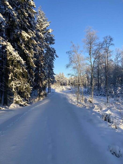 Vintrig skogsväg täckt av snö, soligt, träd med snö, klarblå himmel.