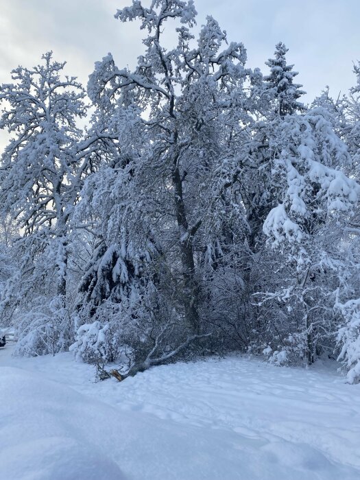 Snötäckt skog, vinterlandskap, träd med snögrenar, klar himmel, kallt, skönhet i naturen.