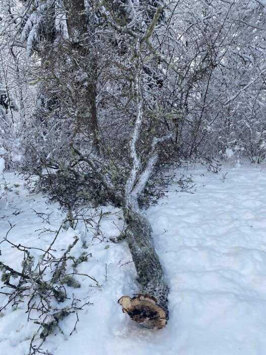 Ett omkullfallt träd i snötäckt landskap, med nakna grenar och mossa på stammen.