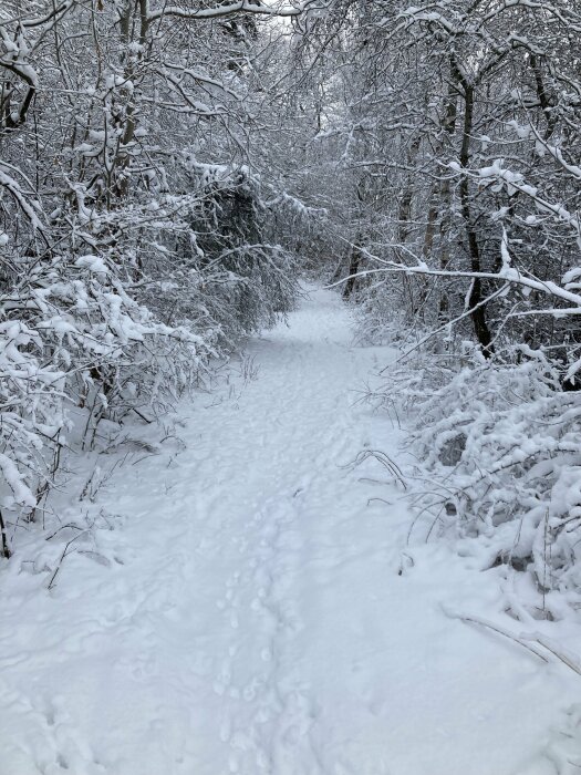 En snötäckt skogsväg omgiven av träd täckta med snö. Tyst och orörd vinterlandskap.