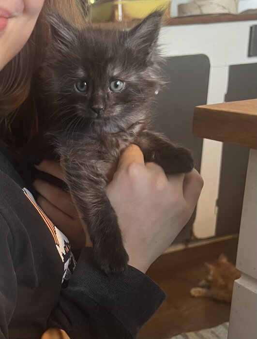 En person håller en fluffig svart kattunge. Kattungen har stora ögon. En annan katt syns suddigt i bakgrunden.