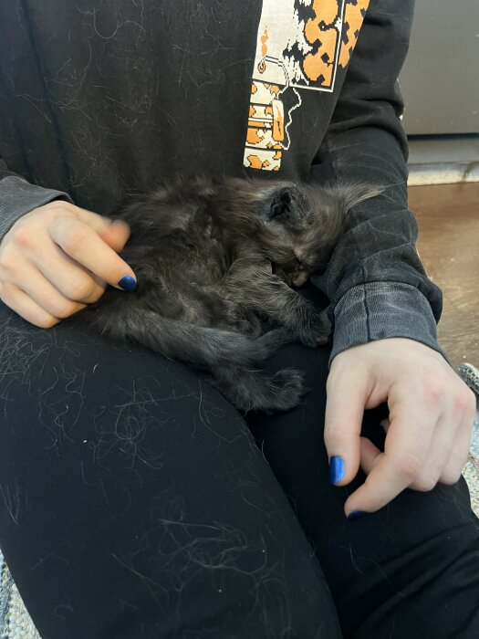 Ett sömnigt grått kattunge sover tryggt i någons svartklädda knä.