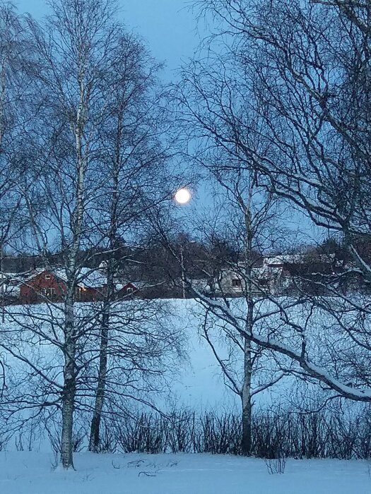 Vinterscen vid skymning med fullmåne, snötäckt mark, nakna träd och ljus i fönster på avstånd.