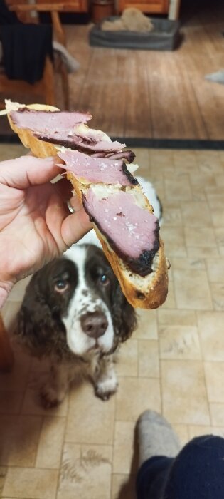 En hund stirrar på en skiva macka med pålägg i någons hand. Inomhusmiljö, hundsäng i bakgrunden.