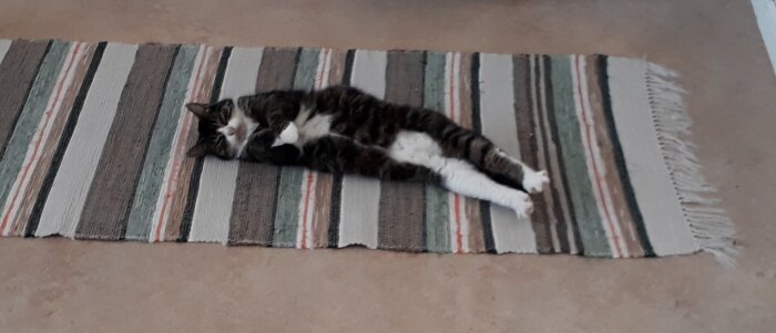 En katt ligger avslappnat på randig matta inomhus.