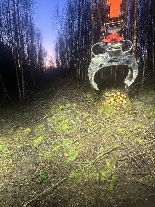 Skogsmaskin, gripklo, nedsågade träd, kvällsljus genom trädtoppar, mossa, avverkad skog.