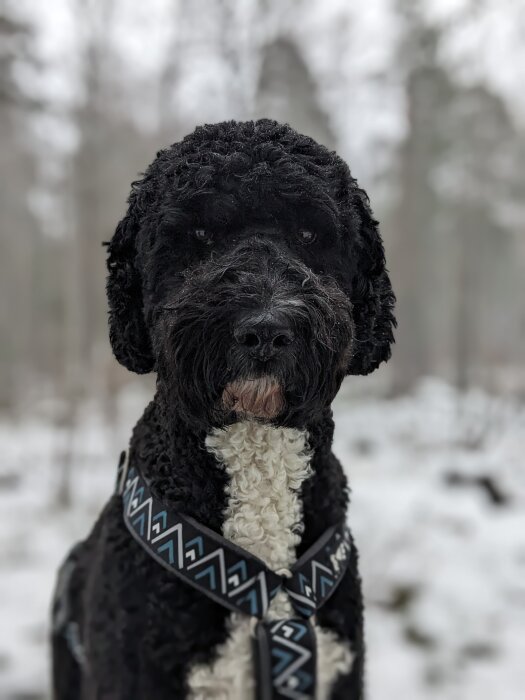 Svartvit hund med lockig päls framför suddig skogsbakgrund och svag snö.