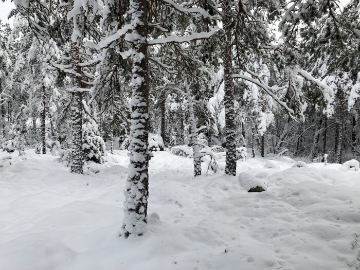 Snötäckt skog, tallar, vinterlandskap, lugnt, kallt, orört snötäcke, natur, dagsljus.