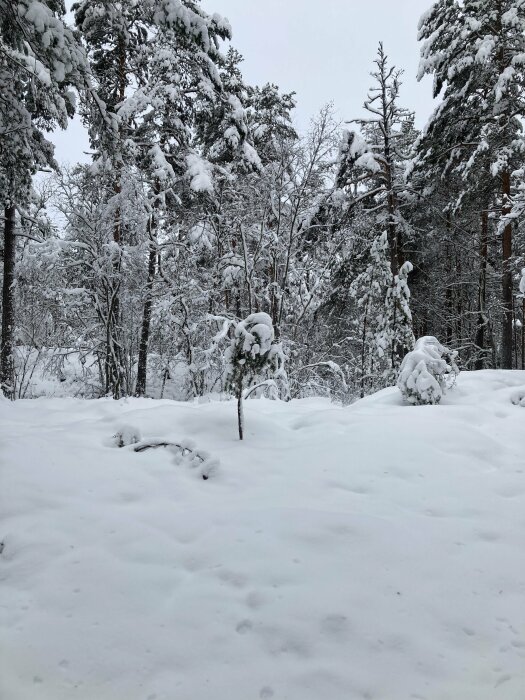 Snötäckt skog, tallar och granar, vinterlandskap, grå himmel, stilla, kallt, orörd snö, fotspår.