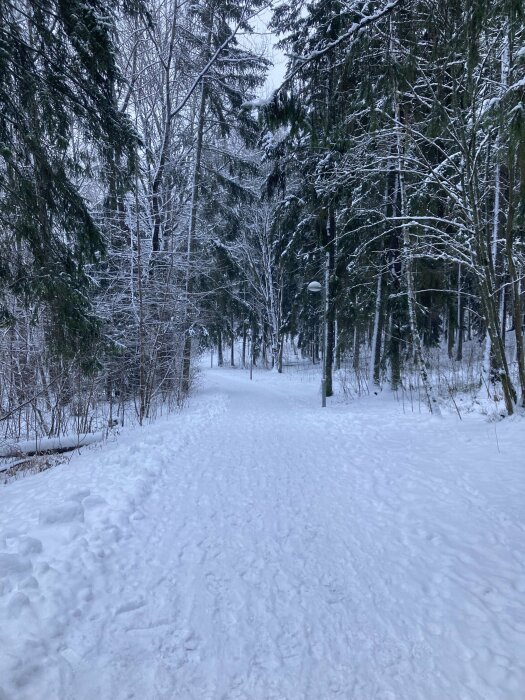 Snötäckt skogsväg omgärdad av träd, lampa, vinter, fotspår, kall atmosfär, dagsljus, ingen person synlig.