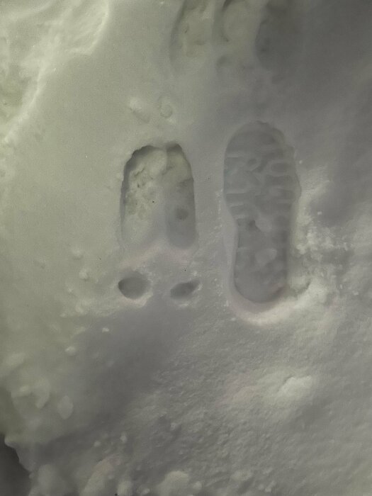 Ett fotavtryck och ett djurspår i snön, kontrasten av djur och människa, naturens och civilisationens möte.