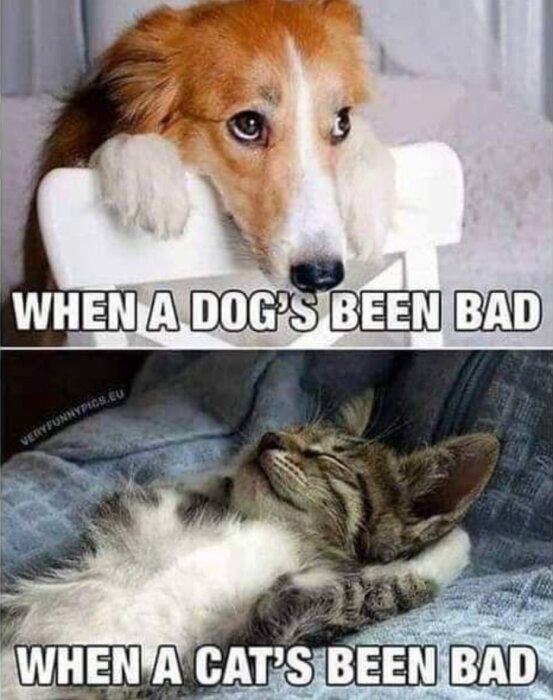 Hund ser skyldig ut, katt ser avslappnad ut, humoristisk jämförelse av beteenden.