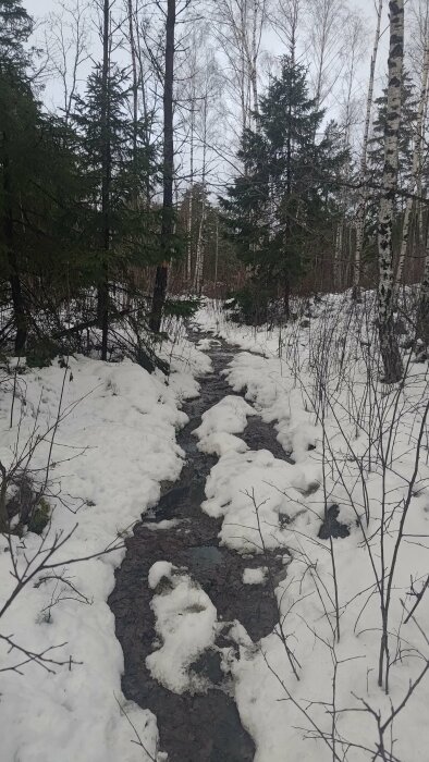 Smältande snö längs skogsbäck, tidig vår, barrträd, björkar, grå himmel, vild naturstig, ingen människa synlig.