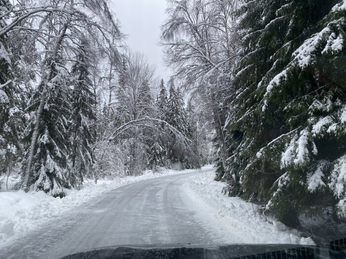 Snötäckt väg omgiven av snötyngda träd, tagen från bilens perspektiv.