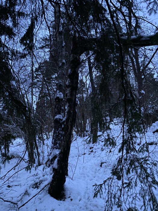 Skymning i en snötäckt skog med björk och barrträd; ett tyst och vilt naturlandskap.