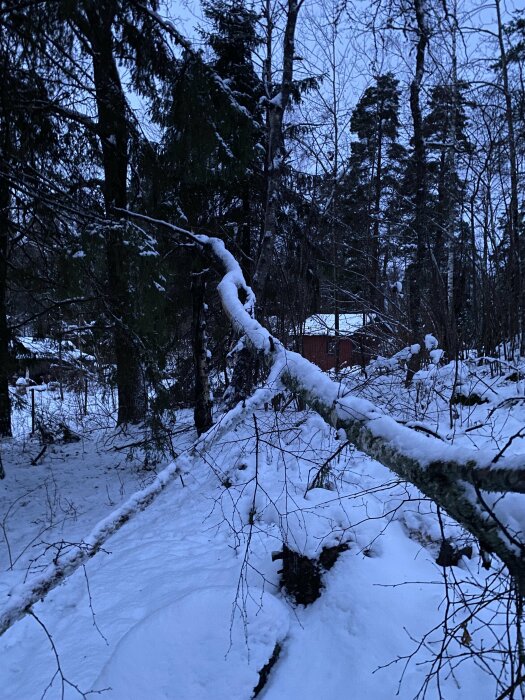 Snötäckt skogsmark med nedfallna grenar och en röd stuga i bakgrunden under skymningen.