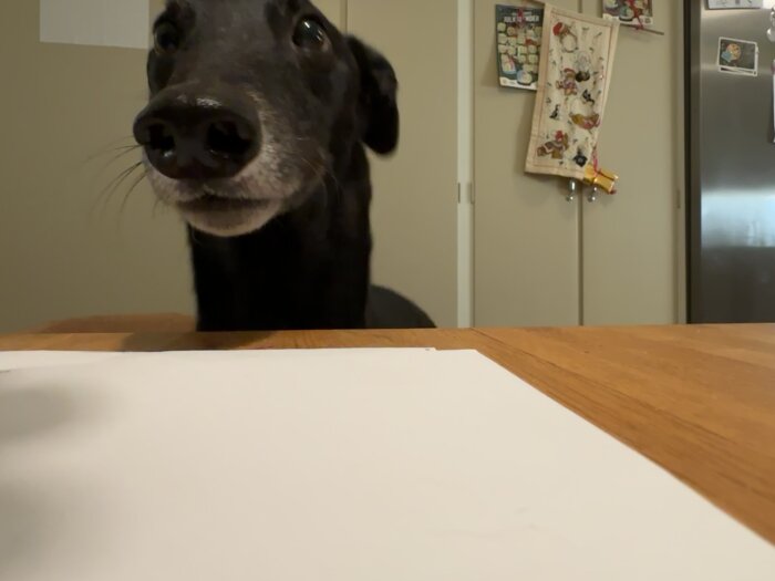 Svart hund tittar över bord, kök i bakgrunden, pappersark på bordet.