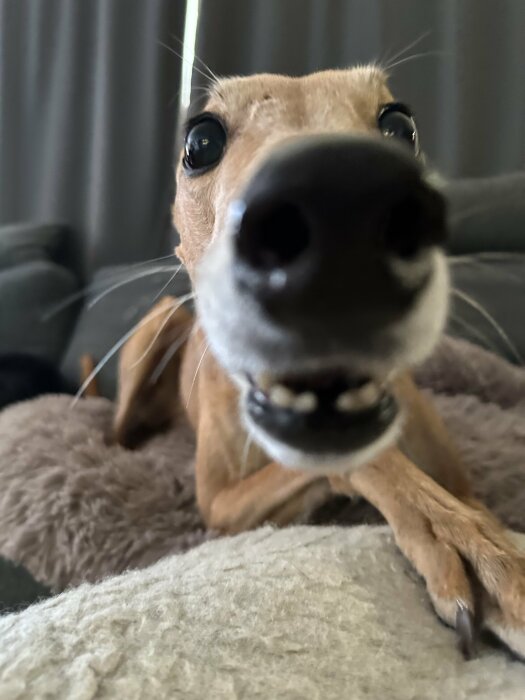 En hund närbildsfotograferad med stor nos och ögon, ser nyfiket in i kameran, suddig bakgrund, inomhus.