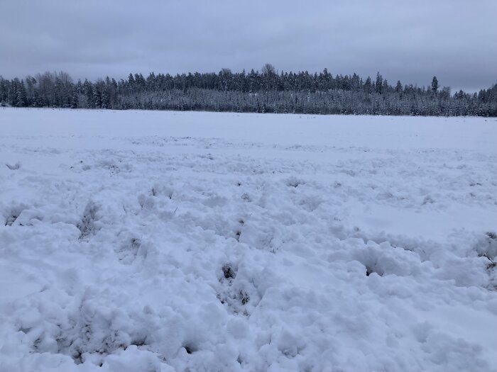 Vit snö täcker marken, skog i bakgrunden, mulen himmel, vinterlandskap utan människor eller byggnader.