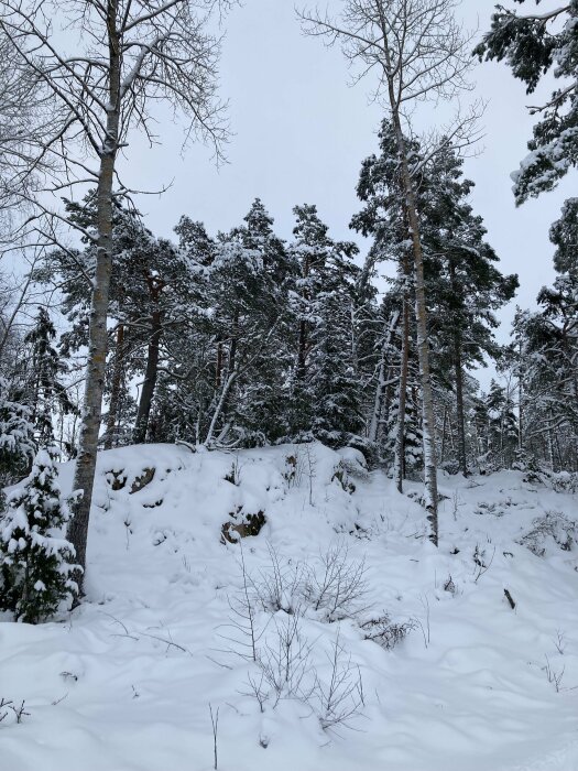 Skog med snötäckta träd och mark en molnig vinterdag.