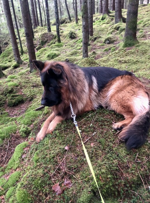 Schäferhund ligger i en mossig skog, kopplad, omgivet av träd och grönska.