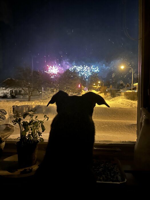 Katt silhuett ser på fyrverkerier genom fönster, vinterkväll, inomhusväxter, snötäckt landskap utanför.