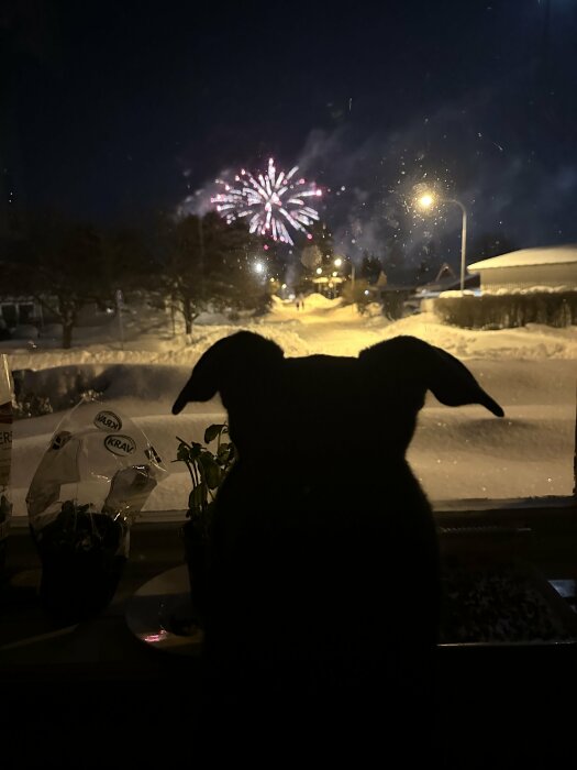 Hund silhuett tittar på fyrverkerier från fönster, snötäckt vinterlandskap på natten, inomhusscen.