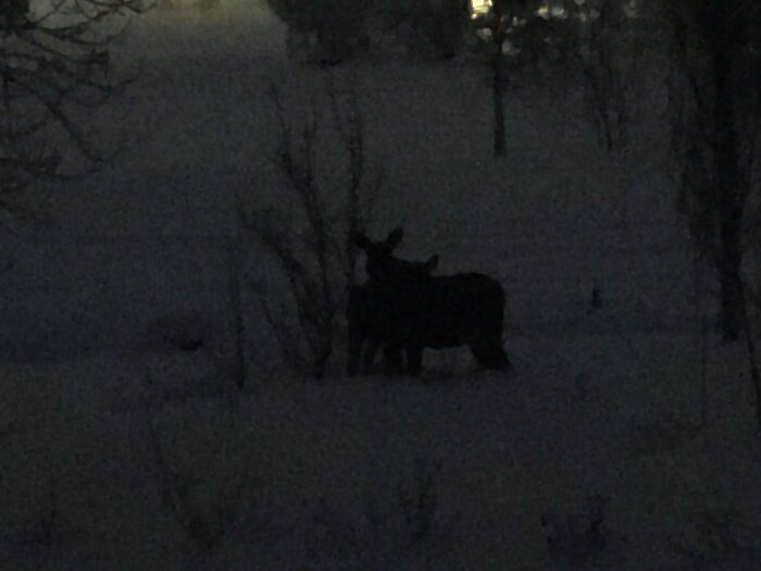 Mörk, kvällsvy med älg och kalv i snötäckt skogsmiljö.