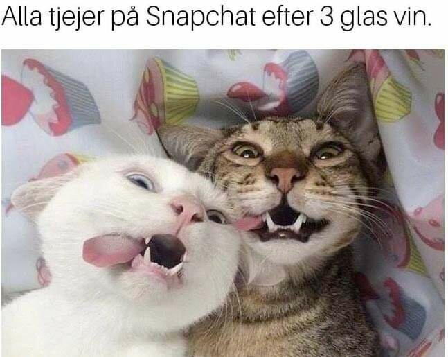 Två katter selfar, ser glada ut; humoristisk bildtext om Snapchat-beteenden.