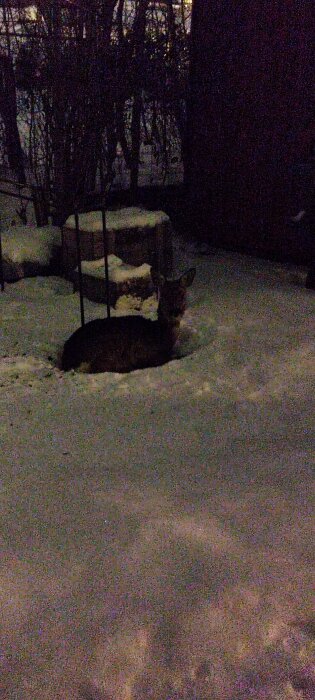 Ett rådjur i snöig trädgård på kvällen, bland buskar och trädgårdsmöbler, stillsam och nattnära stämning.