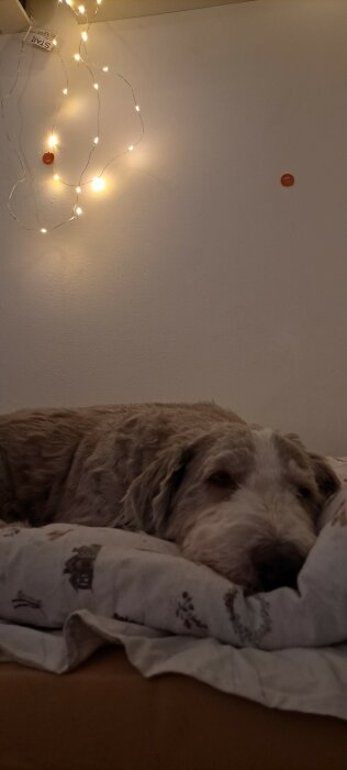 Hund vilar på kudde, inomhus med varmvita ljusslingor på väggen, mysig stämning, hemtrevlig atmosfär.