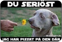 Hund med chockat ansiktsuttryck, människa pekar på blomma, humoristisk text som antyder hundens tidigare handling.