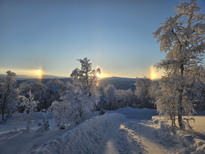 Snöklädda träd, solljus, halosol, fotspår, klar himmel, vinterlandskap, solnedgång, naturens skönhet, fridfullt.