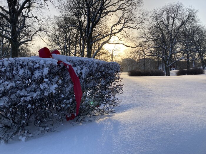 Snötäckt landskap vid solnedgång med röda band på buskar, träd i bakgrunden.