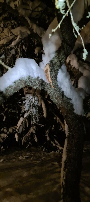 Träd täckt med snö nattetid, grenar tyngda ner, mörkt, ljus brytning, stillhet.