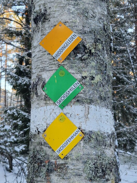 Tre vandringsledsskyltar på träd. Snö, skogsbakgrund. "Huddingeleden", "Skogsmilen", "Skogsfemman".